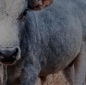 Mactodd-Queenstown-tc banner