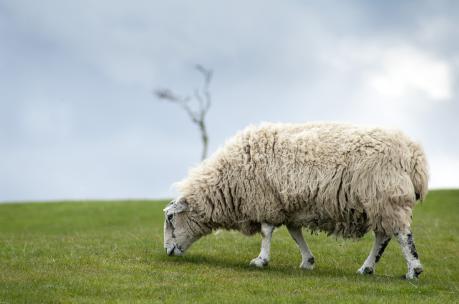 grazing sheep