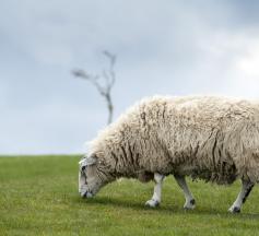 grazing sheep