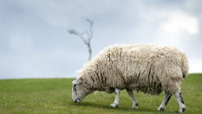 grazing sheep
