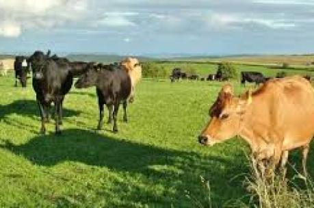 rural espeaking cows