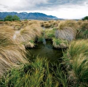 101 Wetlands 03 1600x1067