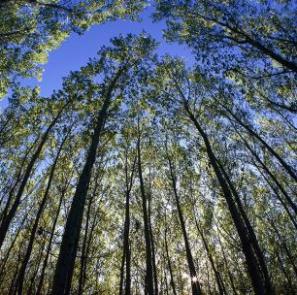 ForestryManagement1000px2