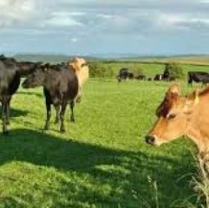 rural espeaking cows2