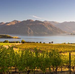 vineyard shutterstock cropped